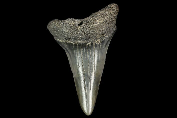 Fossil Mako Shark Tooth - South Carolina #128748
